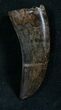 Nanotyrannus Tooth - Fine Serrations #8038-1